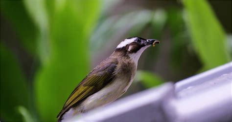 鳥飛來家裡代表